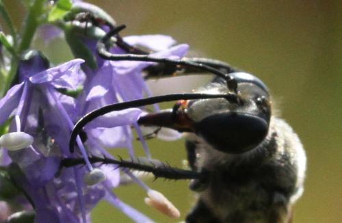 Sphex funerarius